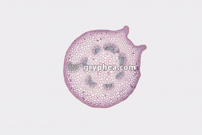 Pétiole de Lierre CT x5 - gryphea.com